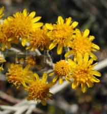 Senecio bicolor - Flower heads - Click to enlarge!