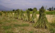 Sesamum orientale - Sesame plants left to dry in the field - Click to enlarge!