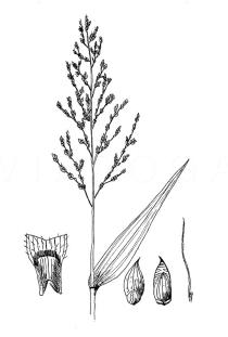 Setaria palmifolia - Click to enlarge!