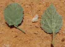 Sida galheirensis - Upper and lower surface of leaf - Click to enlarge!