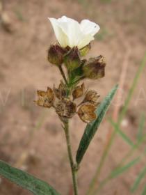 Sida
		linifolia - Click to enlarge!