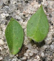 Silene acutifolia - Upper and lower surface of leaf - Click to enlarge!