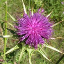 Silybum marianum - Flower head, side view - Click to enlarge!