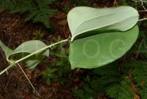 Smilax glauca - Leaf - Click to enlarge!