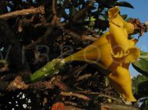Solandra maxima - Flower, side view - Click to enlarge!