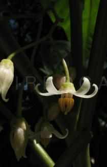 Solanum betaceum - Inflorescence - Click to enlarge!