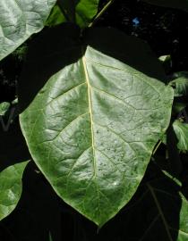 Solanum betaceum - Upper surface of leaf - Click to enlarge!