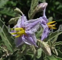 Solanum elaeagnifolium - Flowers and flower buds - Click to enlarge!