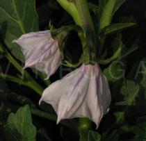 Solanum macrocarpon - Flowers, side view - Click to enlarge!