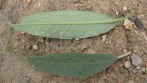 Solanum stipulaceum - Upper and lower surface of leaves - Click to enlarge!