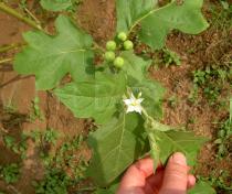 Solanum torvum - Flower and unripe fruits - Click to enlarge!