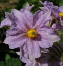 Solanum tuberosum - Flower - Click to enlarge!