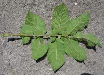 Solanum tuberosum - Lower side of leaf - Click to enlarge!