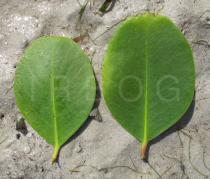 Sonneratia alba - Upper and lower surface of leaf - Click to enlarge!
