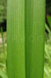 Sparganium stoloniferum - Section of upper leaf surface - Click to enlarge!