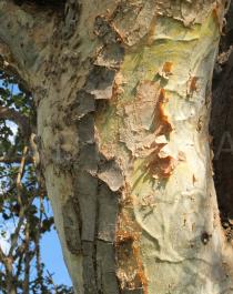 Sterculia africana - Bark - Click to enlarge!