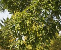 Styphnolobium japonicum - Fruits - Click to enlarge!