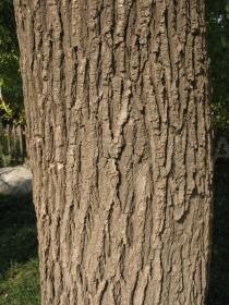 Styphnolobium japonicum - Bark - Click to enlarge!