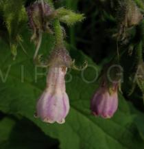 Symphytum officinale - Flower - Click to enlarge!