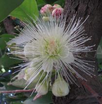 Syzygium aqueum - Flower - Click to enlarge!