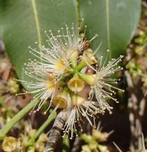 Syzygium cumini - Flowers - Click to enlarge!