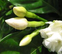 Tabernaemontana divaricata - Flower buds - Click to enlarge!