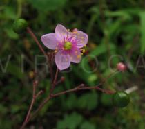 Talinum portulacifolium - Flower and fruits - Click to enlarge!