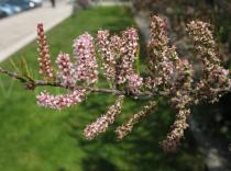 Tamarix parviflora - Flowering branch - Click to enlarge!