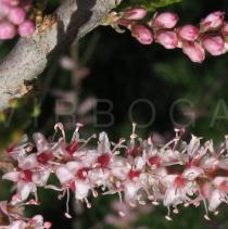 Tamarix parviflora - Close-up of flowers and flower buds - Click to enlarge!