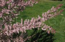Tamarix parviflora - Flowering branch - Click to enlarge!