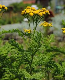 Tanacetum crispum - Inflorescence, side view - Click to enlarge!