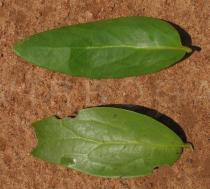 Tapinanthus bangwensis - Top and lower side of leaf - Click to enlarge!
