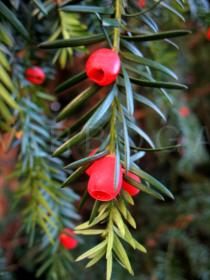 Taxus baccata - Fruits - Click to enlarge!