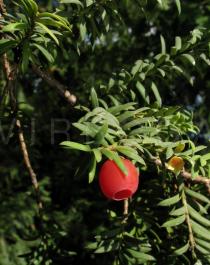 Taxus baccata - Fruit - Click to enlarge!