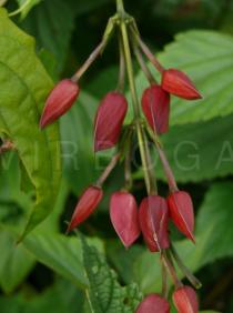 Thunbergia coccinea - Flower buds - Click to enlarge!