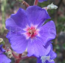 Tibouchina heteromalla - Flower - Click to enlarge!
