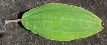 Tibouchina heteromalla - Upper surface of leaf - Click to enlarge!