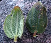 Tibouchina pereirae - Upper and lower surface of leaves - Click to enlarge!