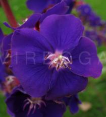 Tibouchina urvilleana - Flower - Click to enlarge!