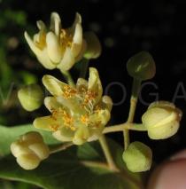 Tilia tomentosa - Flower - Click to enlarge!