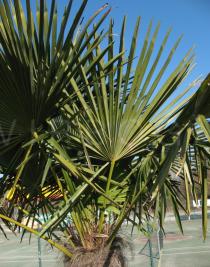 Trachycarpus fortunei - Frond - Click to enlarge!