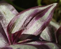 Tradescantia zebrina - Leaf - Click to enlarge!