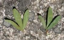 Trifolium arvense - Upper and lower surface of leaf - Click to enlarge!