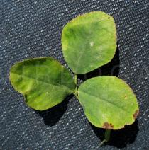 Trifolium campestre - Upper side of leaf - Click to enlarge!