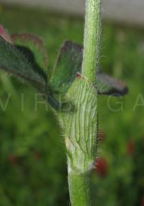Trifolium incarnatum - Stipule - Click to enlarge!