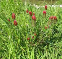 Trifolium incarnatum - Habit - Click to enlarge!