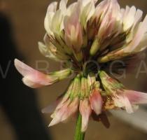 Trifolium repens - Flower close-up - Click to enlarge!