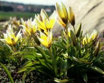Tulipa sylvestris - Flowers, side view - Click to enlarge!