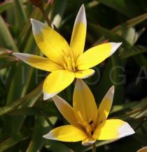 Tulipa sylvestris - Flower - Click to enlarge!