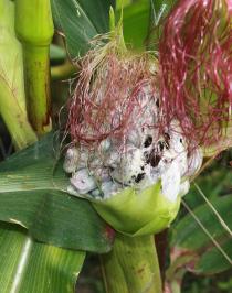 Ustilago maydis - Corn smut galls on an ear of corn - Click to enlarge!